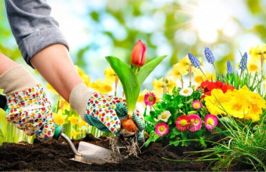 How To Solve Common Gardening Problems